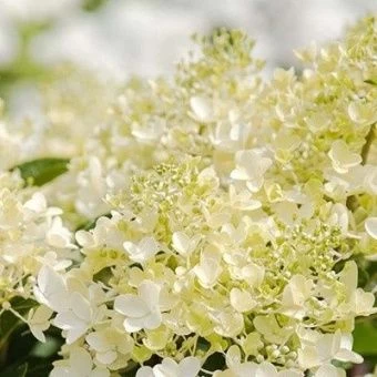 gorten_metel_milk_and_honey