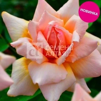 00043045_Роза Стелла магна чайно-гибридная (Барнау