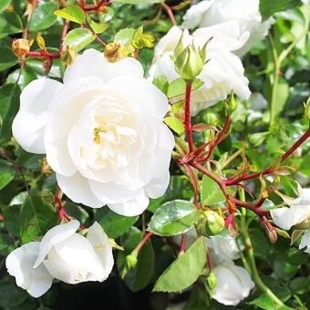 01164_roza_snou_balet_snow_ballet_005-1000x1000