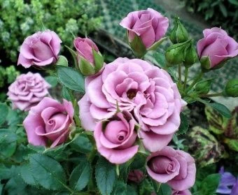 desydneq5oweb7ufuhb7vpm4g5cywco1