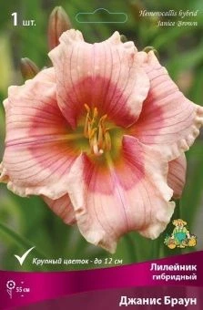 lileinik_gibrid_janis_brown_kaper