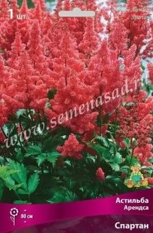 00037837_Астильба Арендса Спартан (ПОИСК)