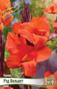 Canna Red Velvet