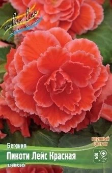 Begonia Picotee Lace Red