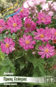 Anemone Prinz Heinrich