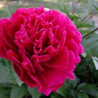 00028403_Пион Луи ван Хаутте травянистый (ПОИСК)