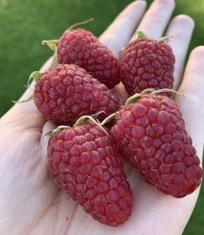 00044133_Малина ремонтантная Похвалинка (ПОИСК)