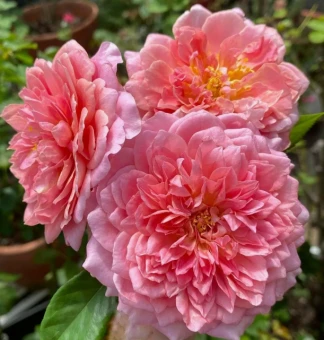 Снимок экрана 2025-10-22 111510