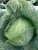 ЦБ-00023311_Капуста бк Вестри F1 15шт Seminis (Агрос).jpg 1