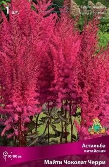 astilba maity chokolat cherry 2020