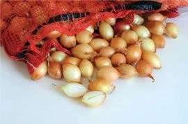 Лук - севок Голландия - Россия в наличии! 