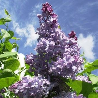 siren_obyknov_krylya_nadezhdi