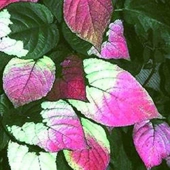 aktinidiya_kolomikta_adam