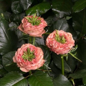 rosa_green_island_samoa_1