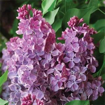 siren_obyknoven_mechta