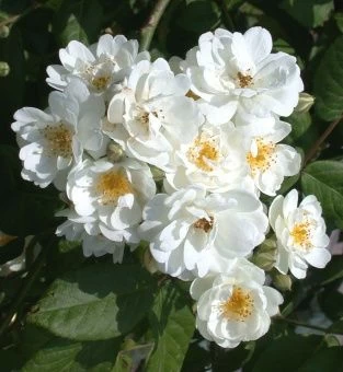 roza-vaterloo-foto-1