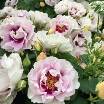 Roza-Ajs-fo-Ju-Eyes-for-You