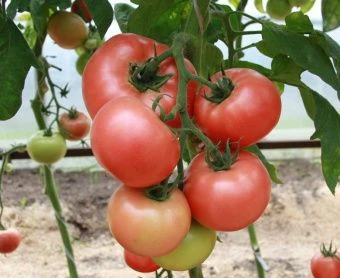 Томат Розалия F1 5шт (Агрос) 2