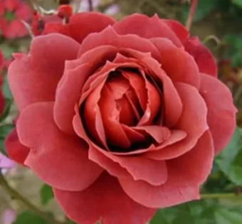 Снимок экрана 2024-11-15 173216