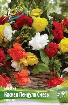 00042329_Бегония Каскад пендула СМЕСЬ 5шт (КолорЛа