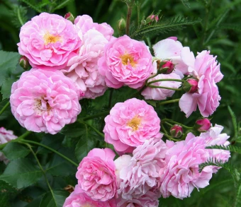 Снимок экрана 2025-10-10 144827