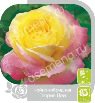 00018844_Роза Глория Дей чайно-гибридная в коробке