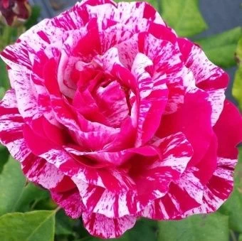 00037522_Роза Фердинанд Пичард парковая (Татарстан