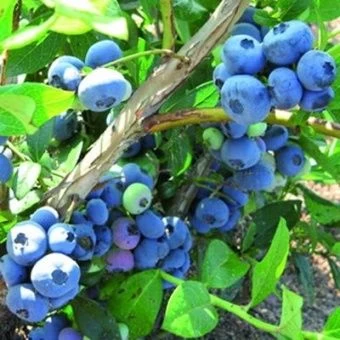 golubika_dannis_blue