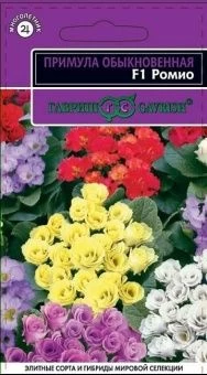 00017763_Примула Ромио (Гавриш)