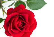 Саженцы Роз в наличии на складе!