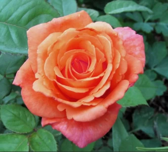 00043519_Роза Тропикана чайно-гибридная (Татарстан