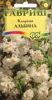 00013656_Кларкия Альбина Изящная (Гавриш) 1800