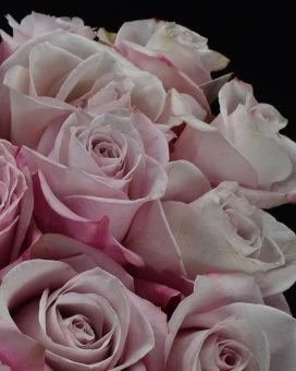 1630828532_6-oir-mobi-p-roza-sekret-garden-tsveti-krasivo-foto-6