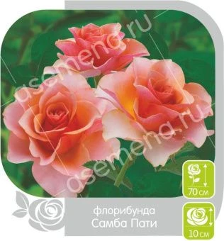 00024878_Роза Самба Пати флорибунда в коробке (Бар