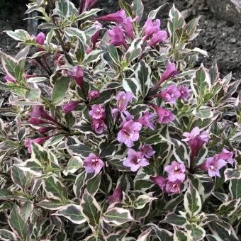 WEIGELA_MY_MONET_WEIGELA_GC_WEIMM_02