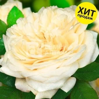 00043076_Роза Шампань шраб (Барнаул)