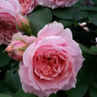 Роза Поль Бокюз шраб (Сиберика)