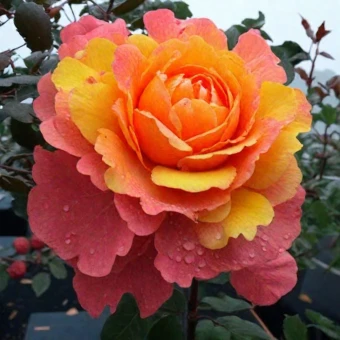 c05918edc620f5019382dad29e1bf8a2