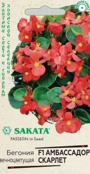 00018339_Бегония Амбассадор Скарлет вечноцветущая 