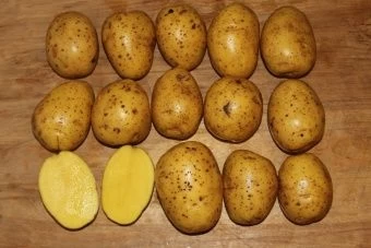 opisanie-i-vyrashchivanie-sorta-kartofelya-gala-4