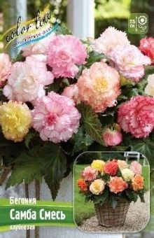 00042320_Бегония САМБА СМЕСЬ 3шт (КолорЛайн)