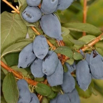 zhimolost-boreal-best