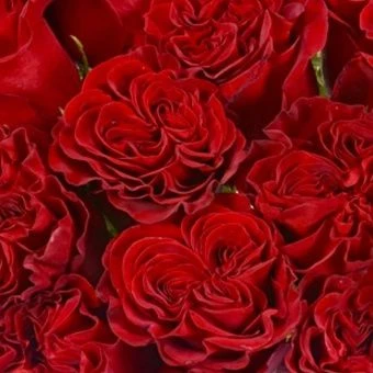 1702408662_pibig-info-p-roza-red-leis-oboi-43