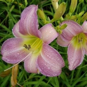 lileinik_gibrid_katerina_woodberry