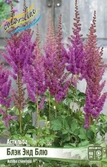 Astilbe Black and Blue