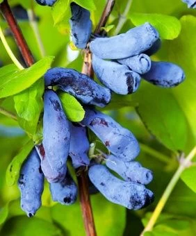 00028445_Жимолость съедобная Дочь Великана (ПОИСК)