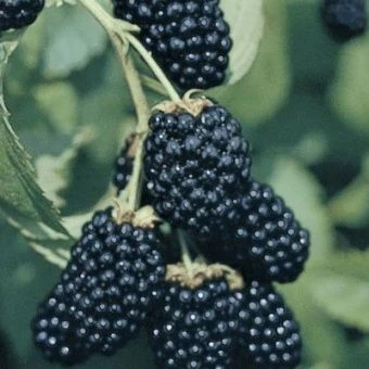 Ежевика Дойл (ПОИСК)