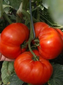 Томат Дебют F1 5шт (Агрос) 1