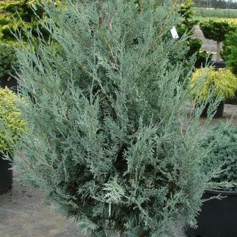 Thuja occidentalis Moonglow