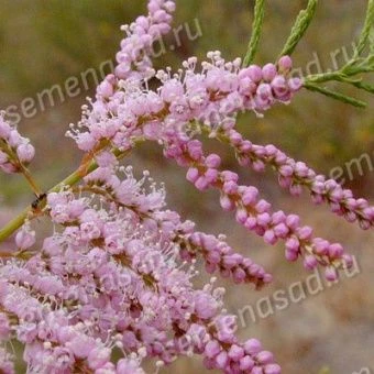 tamariks_vetvist_ramosissima